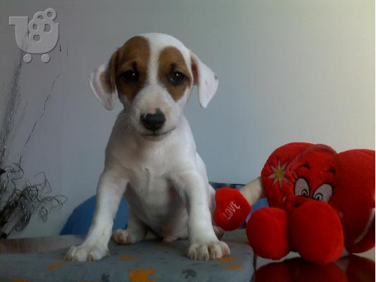 Kαλή τιμή!!!.Πουλάω όμορφα κουτάβια ράτσα JACK RUSSEL TERRIER - Τζακ Ράσελ Τεριέ - 300 eur...